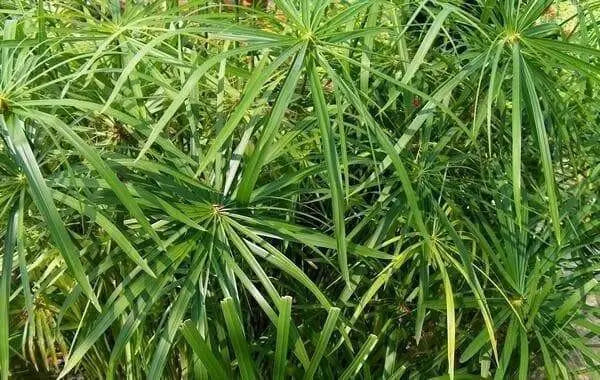 Umbrella Plant Seeds, (Cyperus Alternifolius) great tropical plant. - Caribbean garden seed