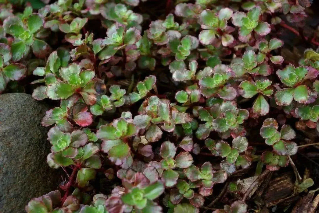 Two-row Stonecrop Seeds, Purple Carpet (Spurium Coccineum) ,SUCCULENT GROUNDCOVER - Caribbean garden seed