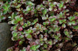 Two-row Stonecrop Seeds, Purple Carpet (Spurium Coccineum) ,SUCCULENT GROUNDCOVER - Caribbean garden seed