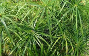Umbrella Plant Seeds, (Cyperus Alternifolius) great tropical plant. - Caribbean garden seed