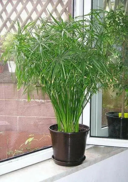 Umbrella Plant Seeds, (Cyperus Alternifolius) great tropical plant. - Caribbean garden seed