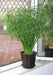 Umbrella Plant Seeds, (Cyperus Alternifolius) great tropical plant. - Caribbean garden seed