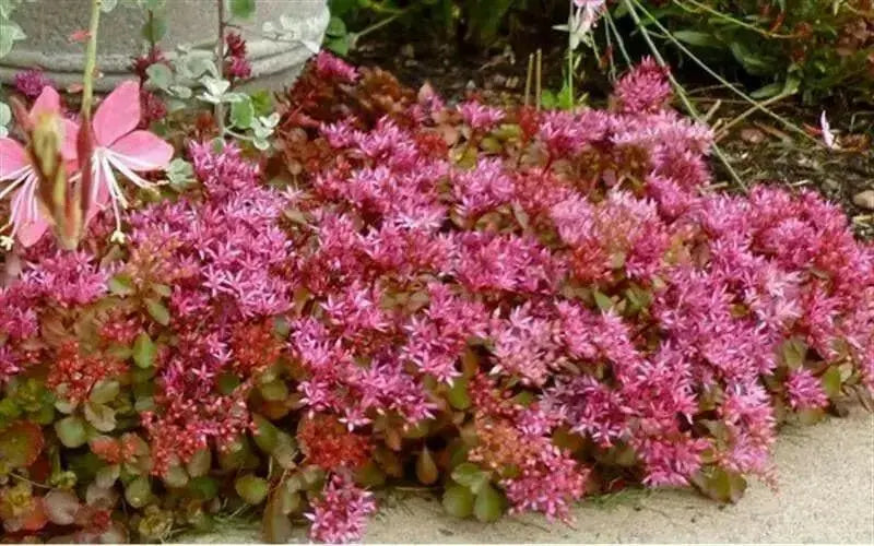 Two-row Stonecrop Seeds, Purple Carpet (Spurium Coccineum) ,SUCCULENT GROUNDCOVER - Caribbean garden seed