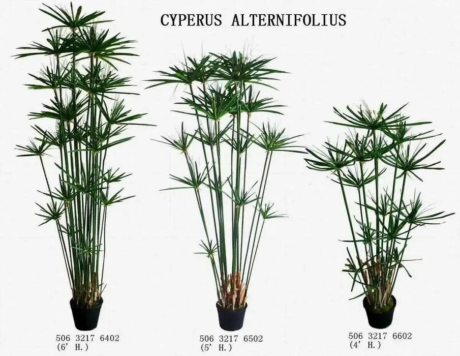 Umbrella Plant Seeds, (Cyperus Alternifolius) great tropical plant. - Caribbean garden seed