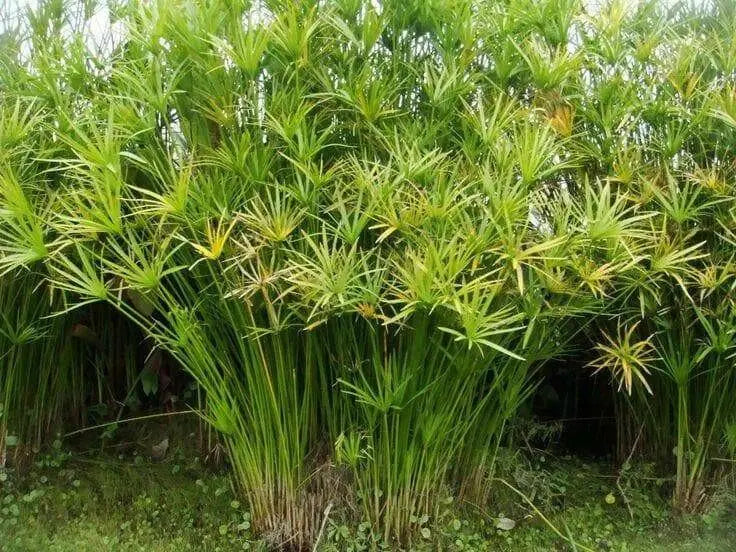 Umbrella Plant Seeds, (Cyperus Alternifolius) great tropical plant. - Caribbean garden seed