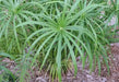 Umbrella Plant Seeds, (Cyperus Alternifolius) great tropical plant. - Caribbean garden seed
