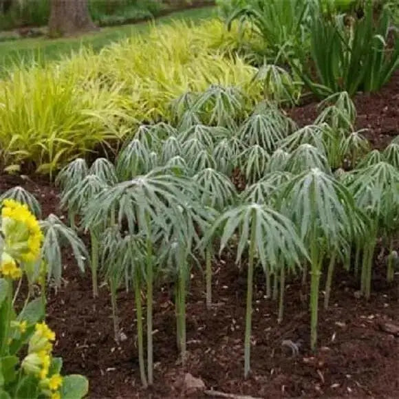 Umbrella Plant Seeds, (Cyperus Alternifolius) great tropical plant. - Caribbean garden seed