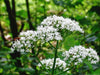 Valerian Herb Seeds ,Hardy Long-lived Perennial ,Valeriana Officinalis ! - Caribbean garden seed