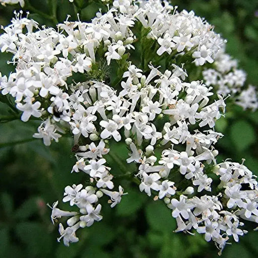 Valerian Herb Seeds ,Hardy Long-lived Perennial ,Valeriana Officinalis ! - Caribbean garden seed