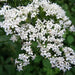 Valerian Herb Seeds ,Hardy Long-lived Perennial ,Valeriana Officinalis ! - Caribbean garden seed