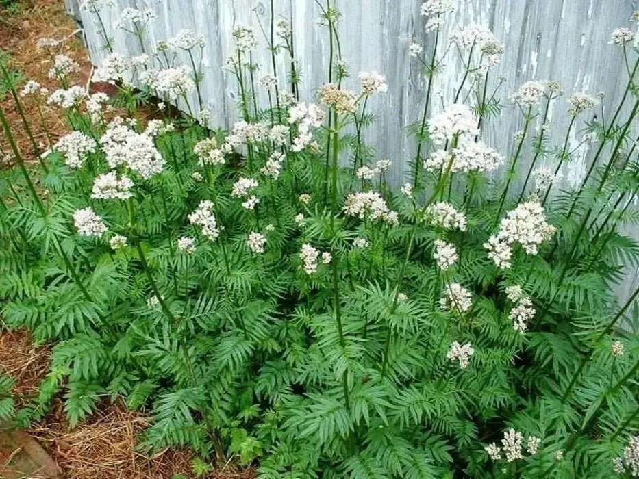 Valerian Herb Seeds ,Hardy Long-lived Perennial ,Valeriana Officinalis ! - Caribbean garden seed