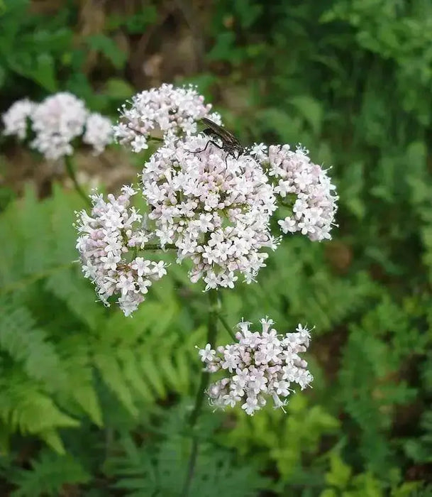 Valerian Herb Seeds ,Hardy Long-lived Perennial ,Valeriana Officinalis ! - Caribbean garden seed