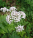 Valerian Herb Seeds ,Hardy Long-lived Perennial ,Valeriana Officinalis ! - Caribbean garden seed