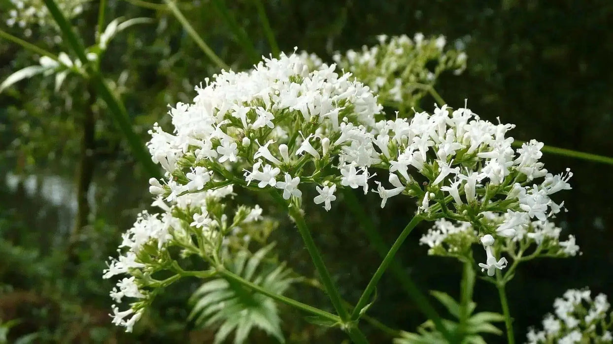Valerian Herb Seeds ,Hardy Long-lived Perennial ,Valeriana Officinalis ! - Caribbean garden seed