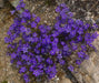 Venus's Looking Glass, Flowers Seed, groundcover. - Caribbean garden seed