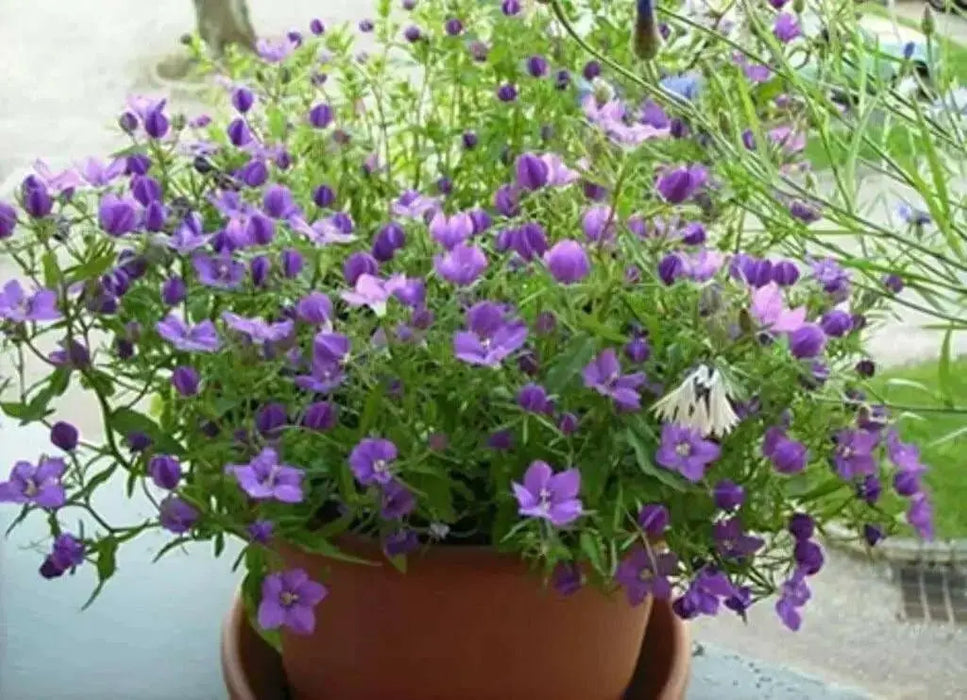 Venus's Looking Glass, Flowers Seed, groundcover. - Caribbean garden seed