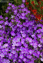 Venus's Looking Glass, Flowers Seed, groundcover. - Caribbean garden seed