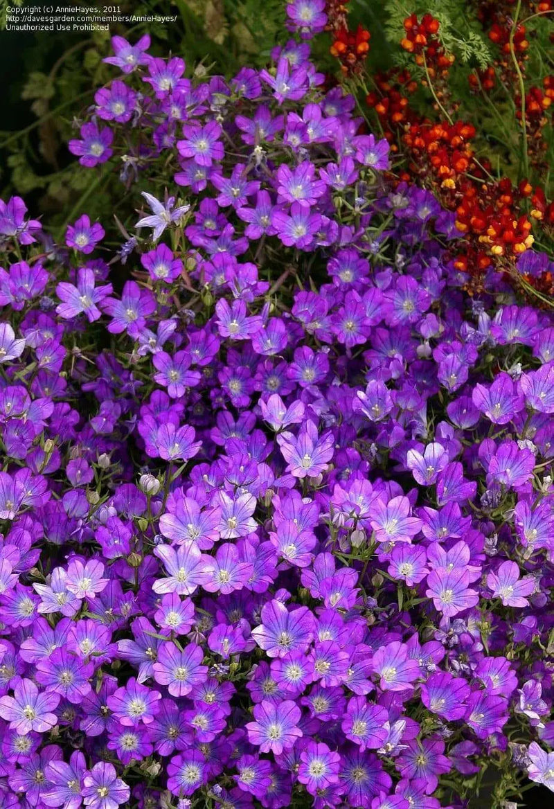 Venus's Looking Glass, Flowers Seed, groundcover. - Caribbean garden seed