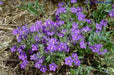 Venus's Looking Glass, Flowers Seed, groundcover. - Caribbean garden seed