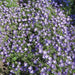 Venus's Looking Glass, Flowers Seed, groundcover. - Caribbean garden seed