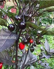 VENEZUELAN PURPLE Pepper Seeds~ EDIBLE/ORNAMENTAL, Capsicum annum - Caribbean garden seed