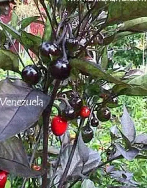 VENEZUELAN PURPLE Pepper Seeds~ EDIBLE/ORNAMENTAL, Capsicum annum - Caribbean garden seed