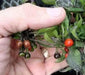 VENEZUELAN PURPLE Pepper Seeds~ EDIBLE/ORNAMENTAL, Capsicum annum - Caribbean garden seed