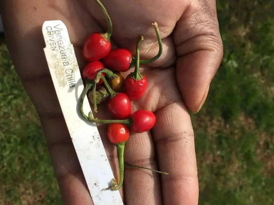 VENEZUELAN PURPLE Pepper Seeds~ EDIBLE/ORNAMENTAL, Capsicum annum - Caribbean garden seed