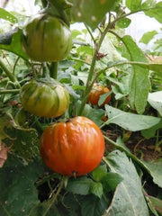 Turkish Orange Eggplant Seeds-ANNUAL VEGETABLE - Caribbean garden seed