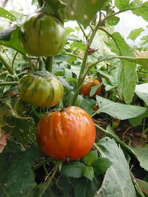 Turkish Orange Eggplant Seeds-ANNUAL VEGETABLE - Caribbean garden seed