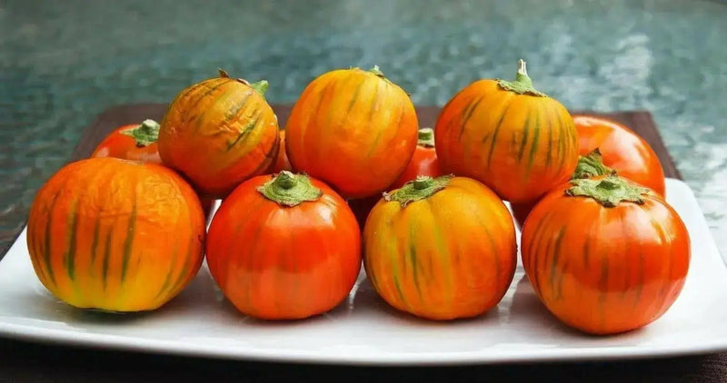 Turkish Orange Eggplant Seeds-ANNUAL VEGETABLE - Caribbean garden seed