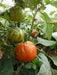 Turkish Orange Eggplant Seeds-ANNUAL VEGETABLE - Caribbean garden seed