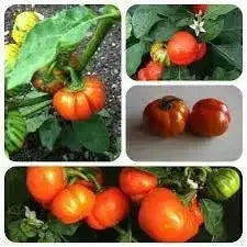 Turkish Orange Eggplant Seeds-ANNUAL VEGETABLE - Caribbean garden seed