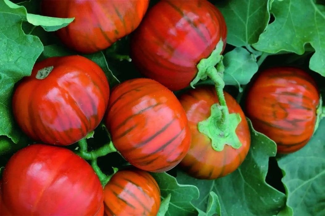 Turkish Orange Eggplant Seeds-ANNUAL VEGETABLE - Caribbean garden seed