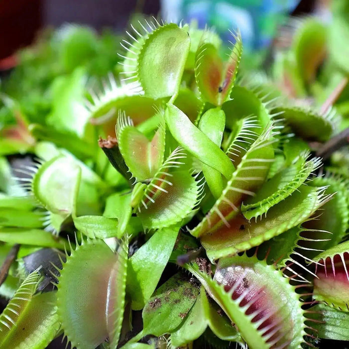Venus Flytraps Seeds, these Carnivorous beauty makes an excellent indoor plant - Caribbean garden seed