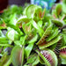 Venus Flytraps Seeds, these Carnivorous beauty makes an excellent indoor plant - Caribbean garden seed