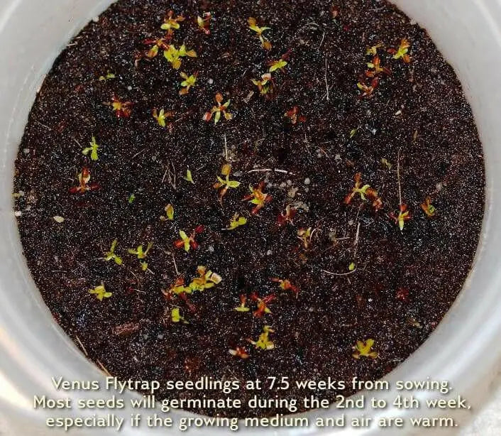 Venus Flytraps Seeds, these Carnivorous beauty makes an excellent indoor plant - Caribbean garden seed