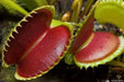 Venus Flytraps Seeds, these Carnivorous beauty makes an excellent indoor plant - Caribbean garden seed