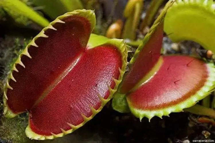 Venus Flytraps Seeds, these Carnivorous beauty makes an excellent indoor plant - Caribbean garden seed
