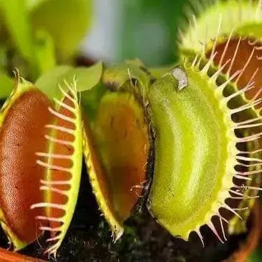 Venus Flytraps Seeds, these Carnivorous beauty makes an excellent indoor plant - Caribbean garden seed