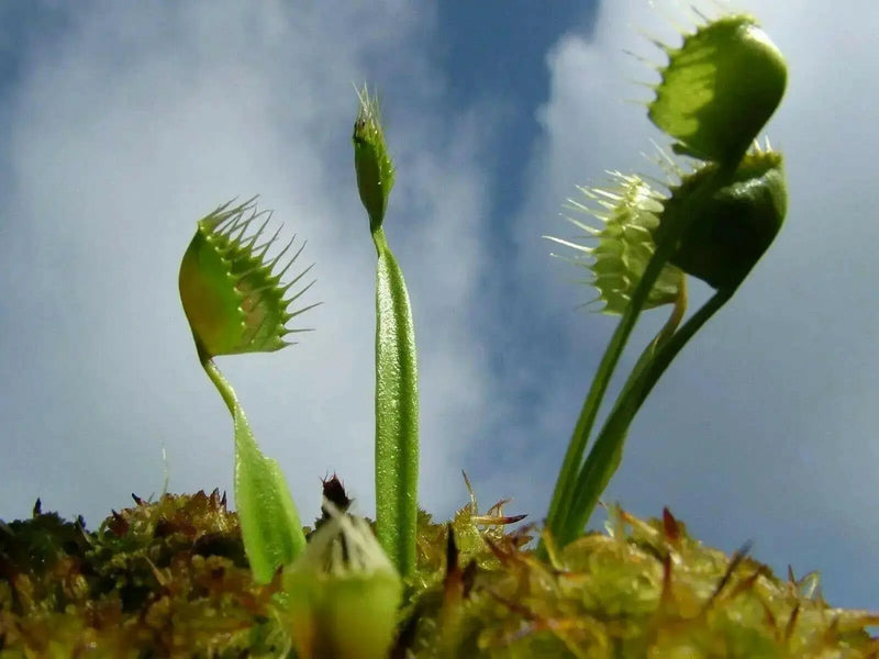 Venus Flytraps Seeds, these Carnivorous beauty makes an excellent indoor plant - Caribbean garden seed
