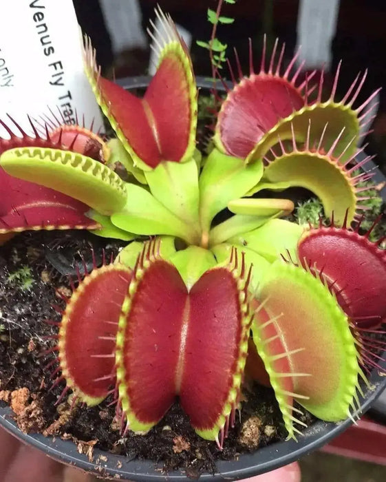 Venus Flytraps Seeds, these Carnivorous beauty makes an excellent indoor plant - Caribbean garden seed
