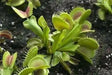 Venus Flytraps Seeds, these Carnivorous beauty makes an excellent indoor plant - Caribbean garden seed