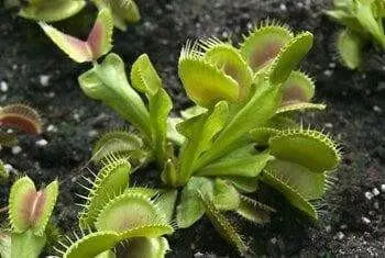 Venus Flytraps Seeds, these Carnivorous beauty makes an excellent indoor plant - Caribbean garden seed