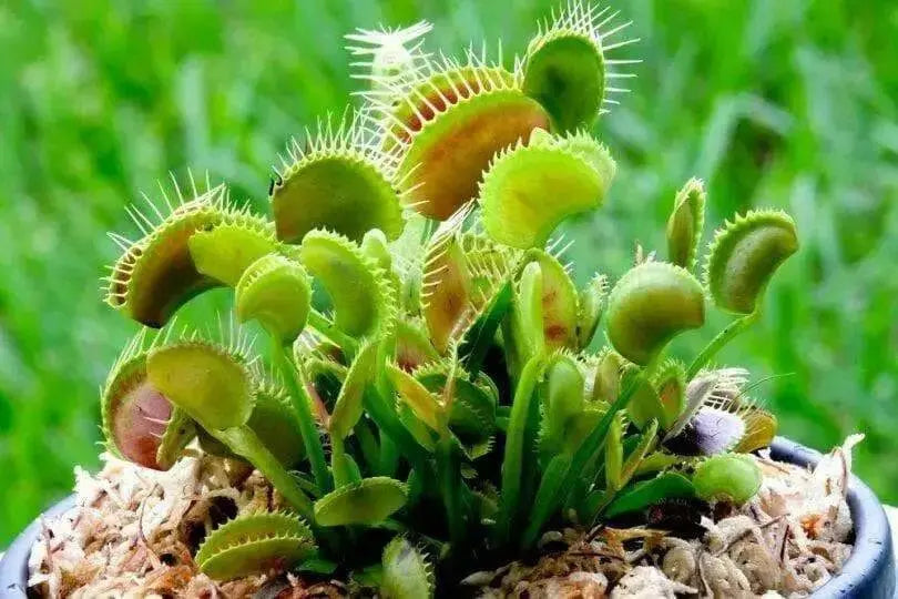 Venus Flytraps Seeds, these Carnivorous beauty makes an excellent indoor plant - Caribbean garden seed