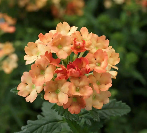 Verbena Obsession APRICOT' ( 10  seeds ) GREAT IN CONTAINERS ! - Caribbean garden seed