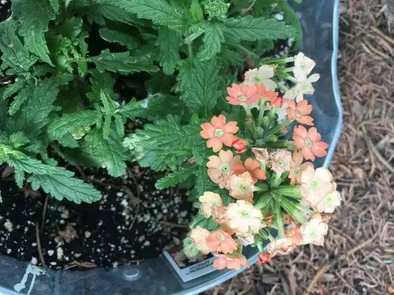 Verbena Obsession APRICOT' ( 10  seeds ) GREAT IN CONTAINERS ! - Caribbean garden seed