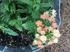 Verbena Obsession APRICOT' ( 10  seeds ) GREAT IN CONTAINERS ! - Caribbean garden seed