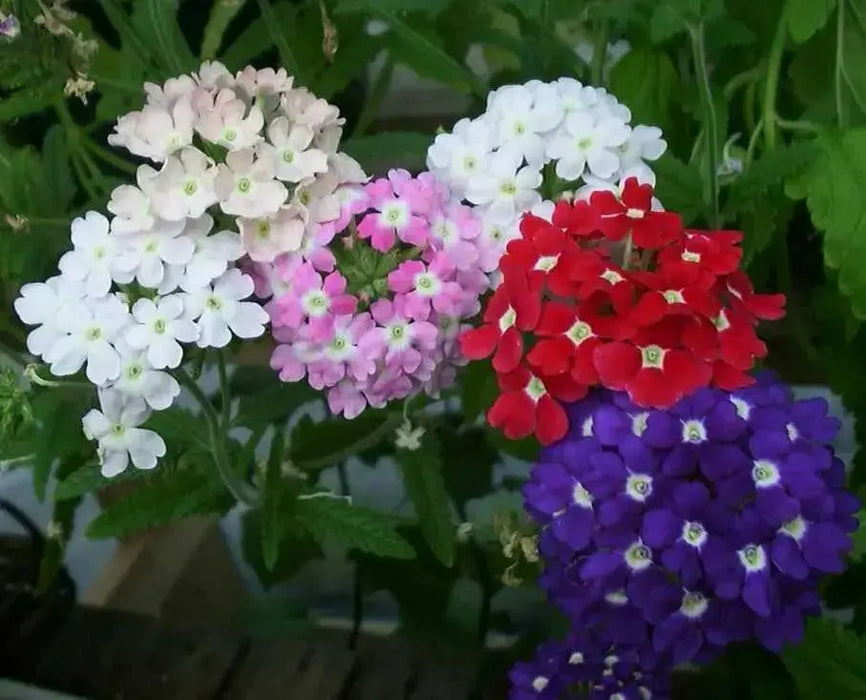 Verbena flowers - Mixed Colors ( 2 STARTER PLANTS) GREAT IN CONTAINERS ! - Caribbean garden seed