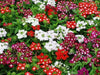 Verbena flowers - Mixed Colors ( 2 STARTER PLANTS) GREAT IN CONTAINERS ! - Caribbean garden seed